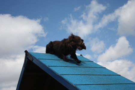 working type cocker spaniel on an agility a-frameの写真素材