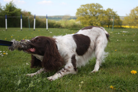 liver and white working type english springer spaniel gundog tugging on a toyの写真素材
