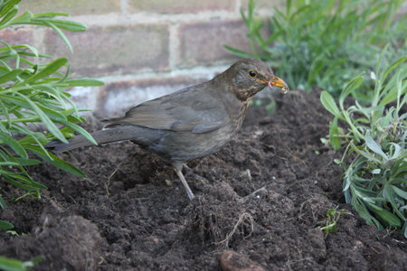 Brown female blackbird scavenging for worms in freshly turned soilの写真素材