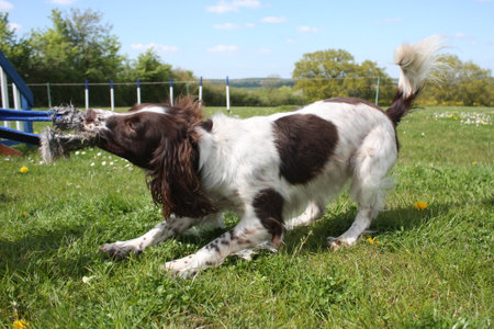 liver and white working type english springer spaniel gundog tugging on a toyの写真素材