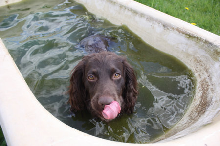 Brown working type cocker spaniel pet gundog in a dirty bathの写真素材