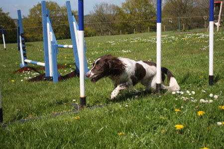 liver and white working type english springer spaniel pet gundog running through agility weavesの写真素材