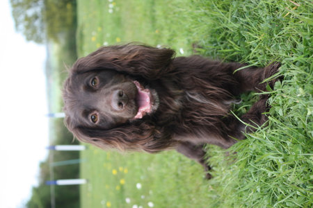 brown working type cocker spaniel pet gundogの写真素材