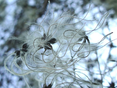 furry fluff winter flower
