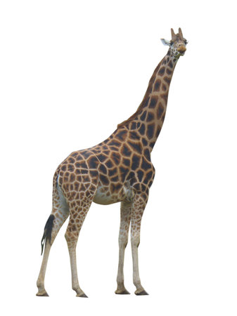 cut-out on a white backgroup of a tall spotted giraffeの写真素材
