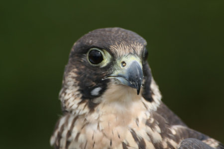 Buzzardの写真素材