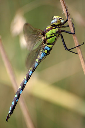 Dragonflyの写真素材