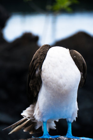 A blue footed Booby hiding its head.の写真素材
