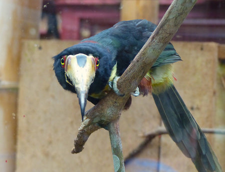 Tucan staring at youの写真素材