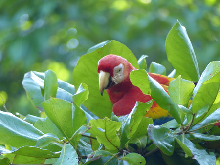 Red Macawの写真素材