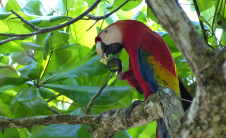 Red Macawの写真素材