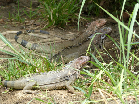 Group of Iguanasの写真素材