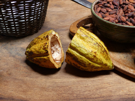 cocoa fruit and beansの写真素材