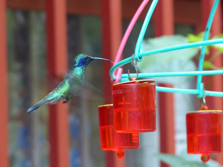 Humming bird flyingの写真素材