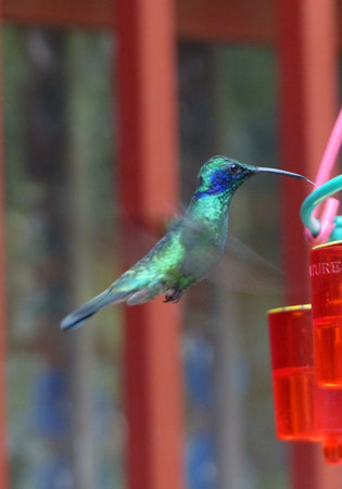 Humming bird flyingの写真素材