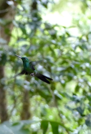 Humming bird flyingの写真素材