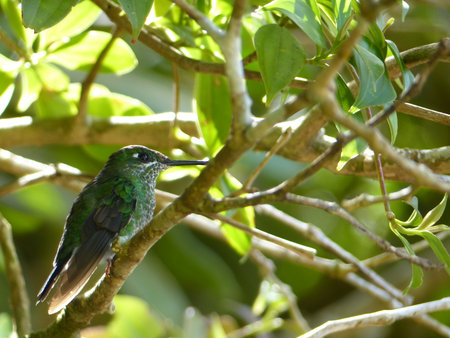 Humming bird close upの写真素材