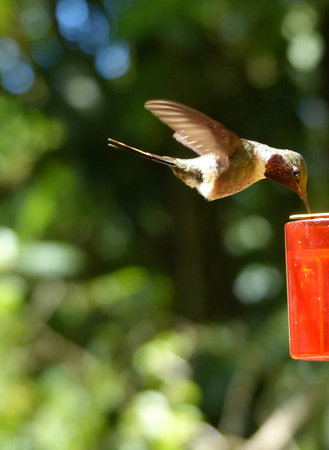 Humming birdの写真素材