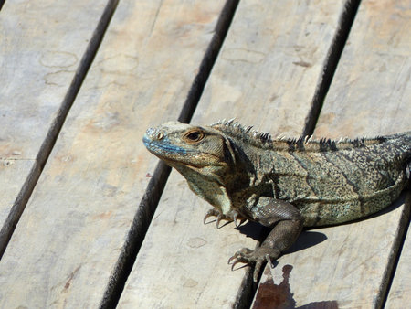 Iguanaの写真素材