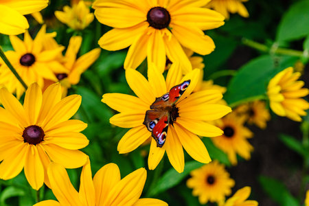 flower with butterflyの写真素材