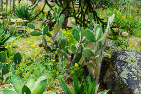 tropical garden with cactusの写真素材