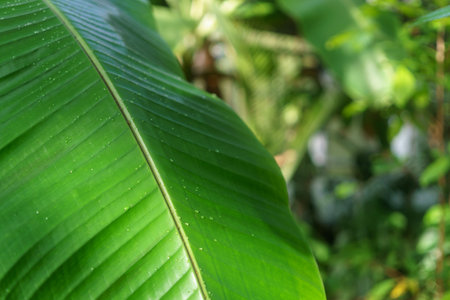 palm leaf in the rainの写真素材