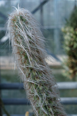 cactus Cephalocereus senilis close upの写真素材
