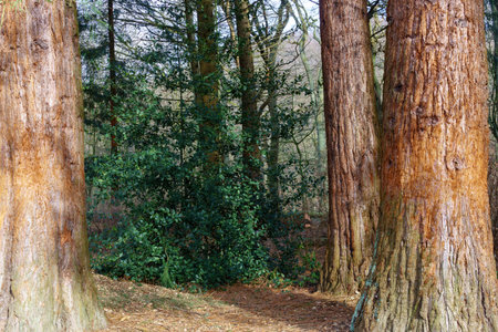 old marmot tree in central usaの写真素材