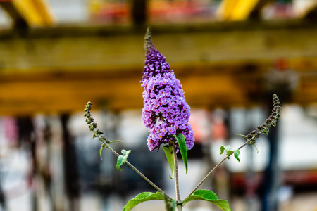 purple flower industry yellow summer construction placeの写真素材
