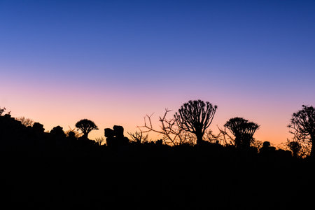 quiver sunrise tree morning blue at the morgingの写真素材