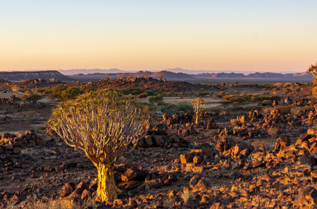 Quivertrees are unique to the deserts of Namibia at morningの写真素材