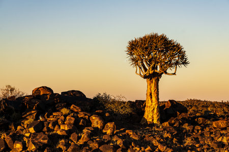 a quivertree at sunrise namibiaの写真素材