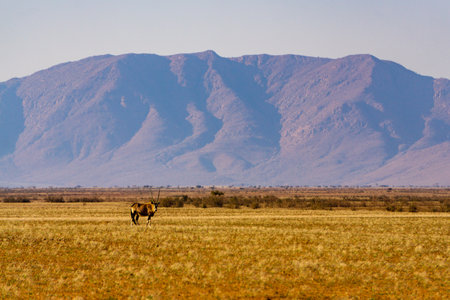 Oryx on a plain in Namibia mountainの写真素材