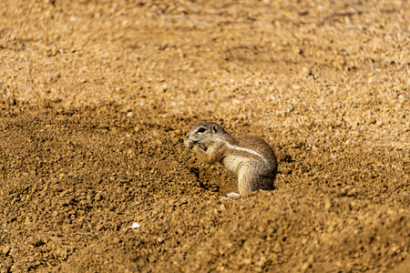 Gopher Namibia desert spitzkoppeの写真素材