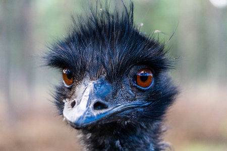 Mad Ostrich screamingの写真素材