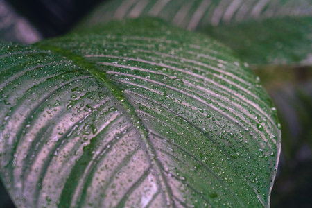 Water drops on fresh green leaf,