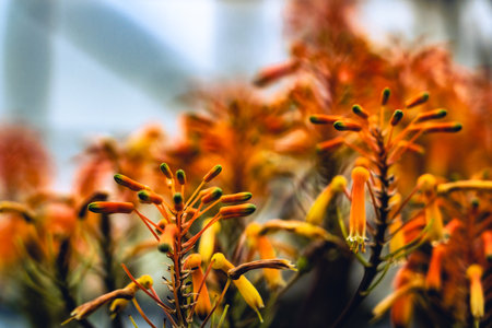 Vivid orange lily with the green blurred background at the garden.の写真素材