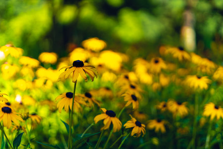 dandelion field with shallow depth of fieldの写真素材