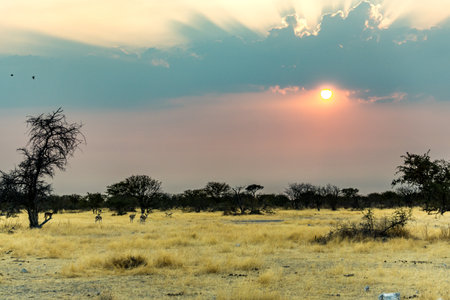 Desert sunset in africa namibia near etoshaの写真素材