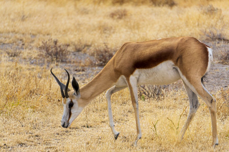 Springbok (Antidorcas marsupialis) head and shoulders, Kalahari Desert, South Africa against blurred natural backgroundの写真素材
