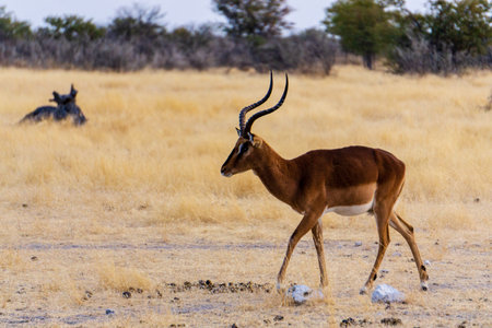 Impala (Aepyceros melampus) male animal with curved antlers looking backward in early morning sun in Kruger National park, South Africaの写真素材