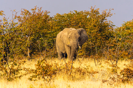 One African Elephant -Loxodonda Africana- emerging from the bushes in Etosha National Park, Northern Namibia.の写真素材