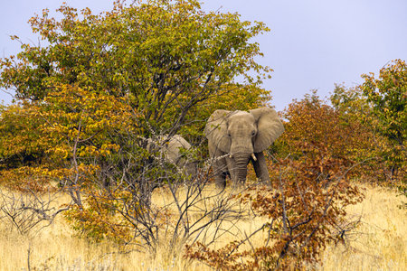 Elephants eat a small shrub, Kenyaの写真素材