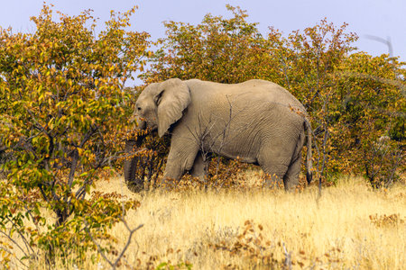 Close up of an African elephant eating in the Kruger National Park, South Africa.の写真素材