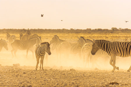 Zebra with a baby in the dust against the setting sun. Kenya. Tanzania. National Park. Serengeti. Maasai Mara. An excellent illustration.の写真素材