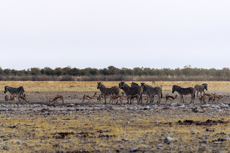 Burchell's zebra, gemsbok and springbok sharing a watering hole in Etosha national park in Namibia Africaの写真素材