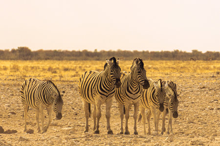 Three zebra's standing in a row; Etosha; Equus burchell'sの写真素材