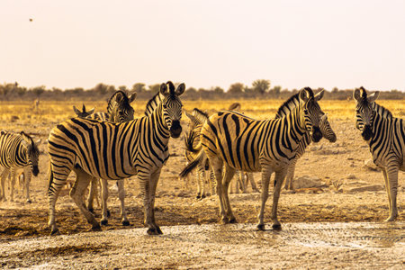 zebrasの写真素材
