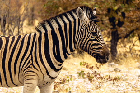 beautiful picture of a zebra turning sidewaysの写真素材