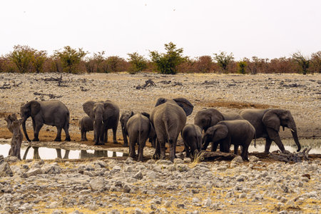 Family or Herd of Elephants at water hole. Baby elephants are drinking water. Very cute and little next to their larger parents. Taken while on safari holiday etosha national park namibia africaの写真素材